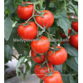 AT491 Yama high production indeterminate tomato seeds prices